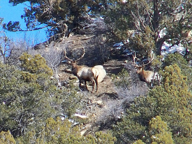 Elk Bulls