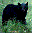 blackbear.gif (8673 bytes)