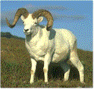 dahlrams.gif (8664 bytes)