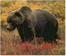 grizleys.gif (8086 bytes)