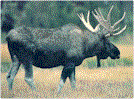 mooses.gif (7187 bytes)